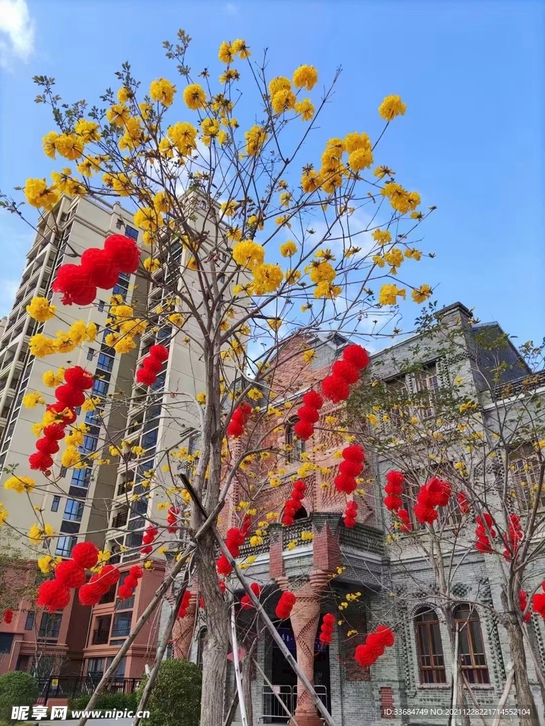 小区的树 门外