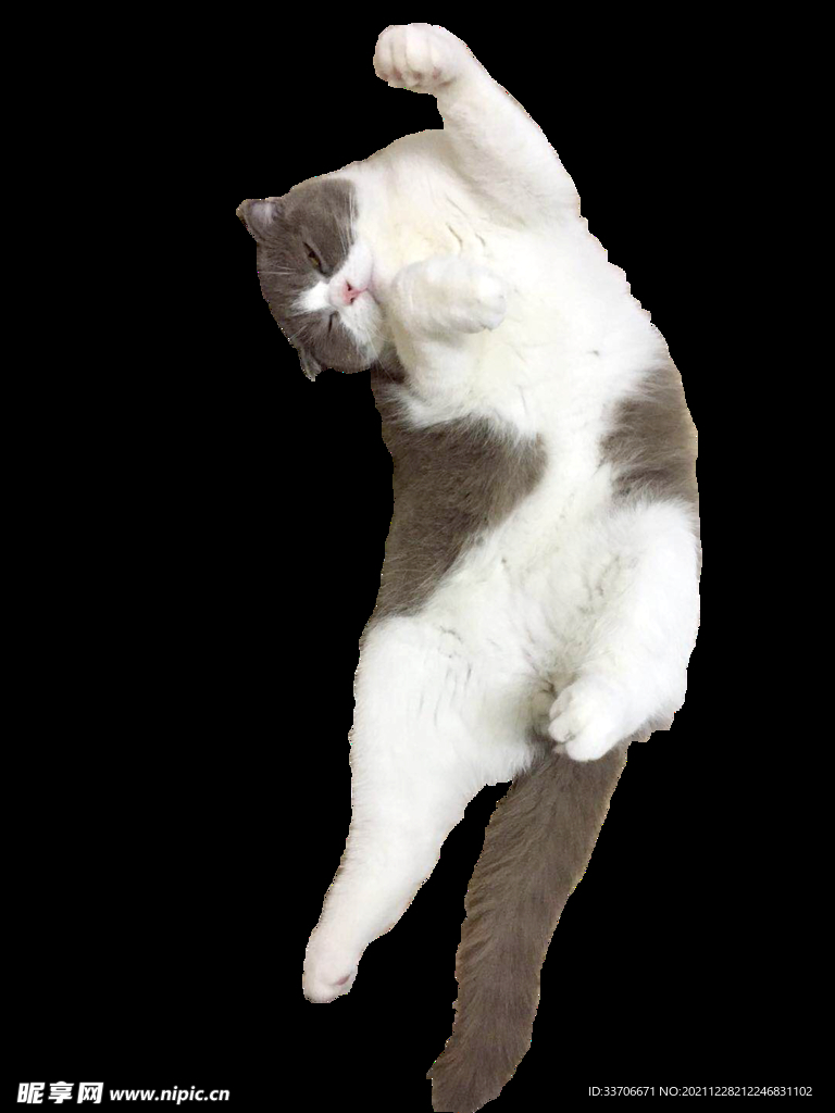 猫