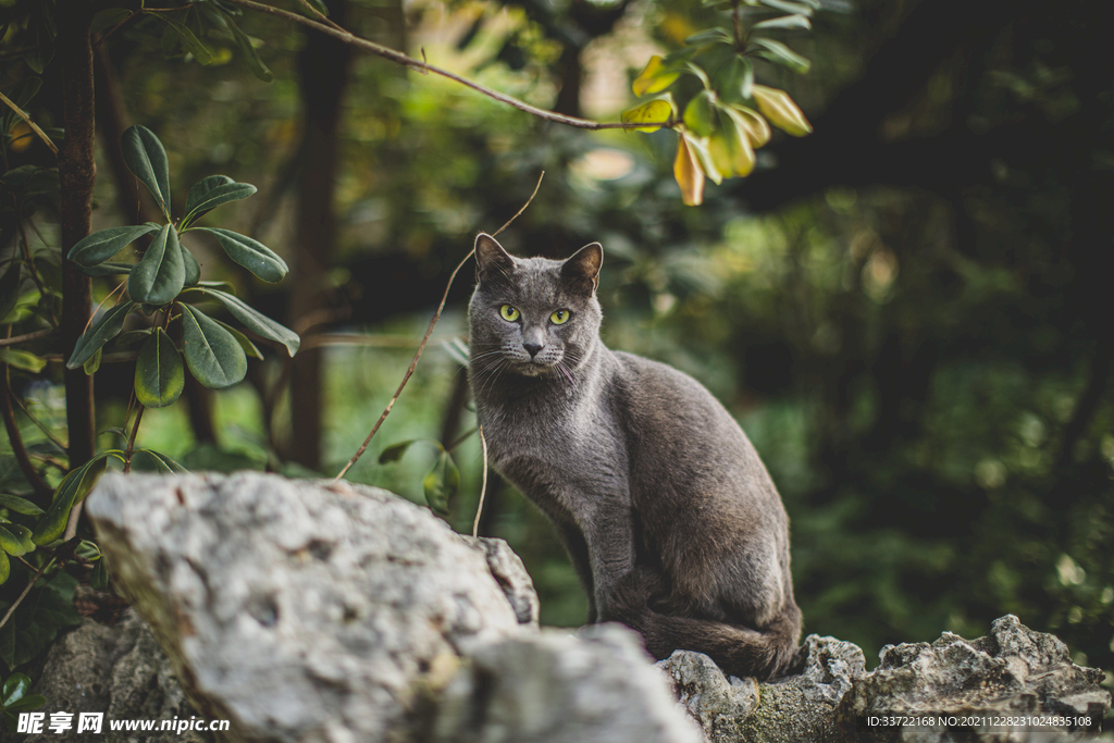 英短蓝猫