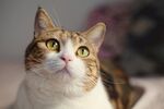 举头仰望的猫咪