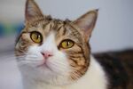 大脸盘猫咪