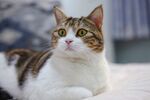 回望猫咪