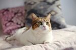 大眼睛猫咪