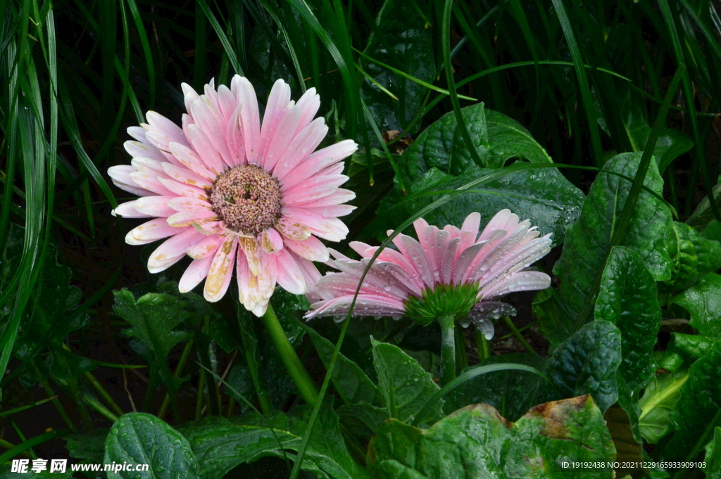 非洲菊 