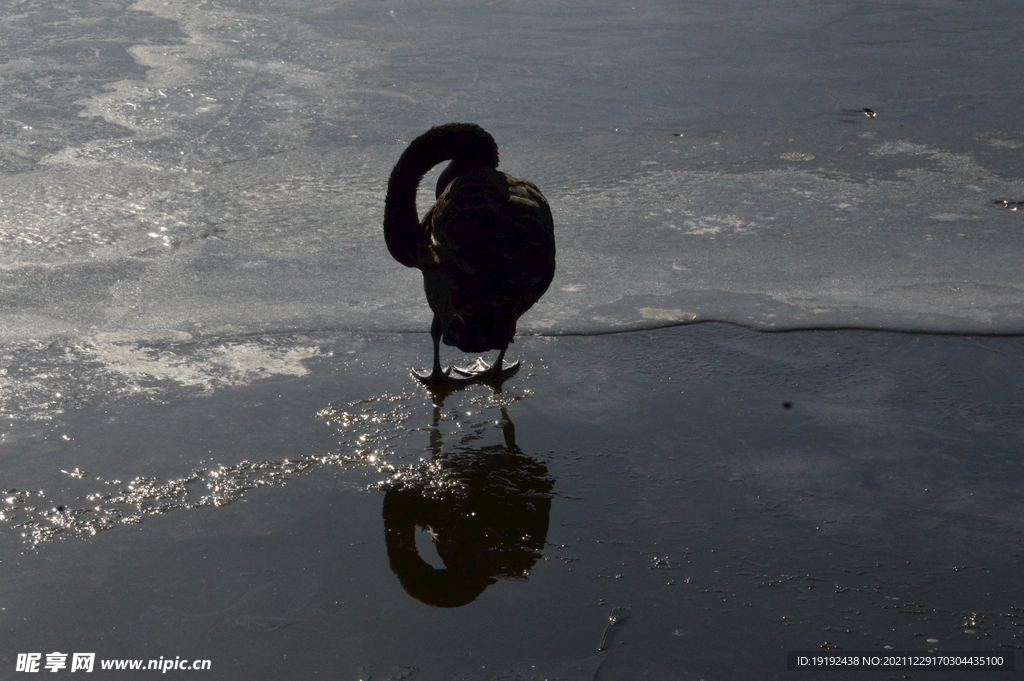 冰湖黑天鹅