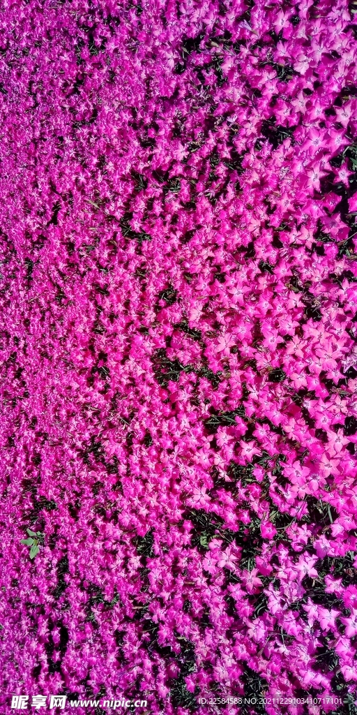  花瓣 