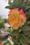  鲜花