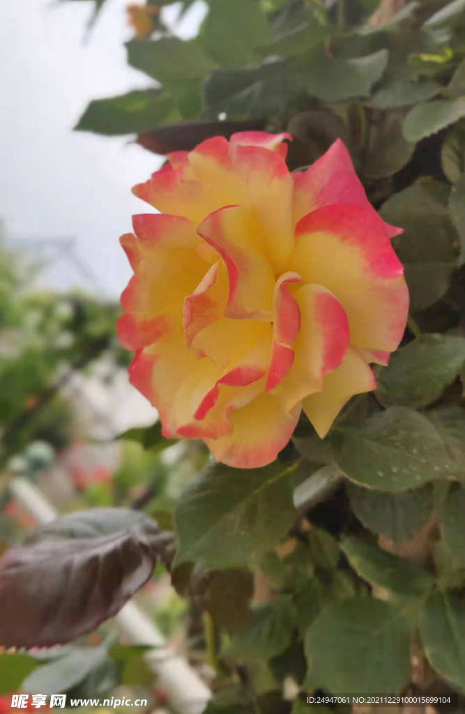  鲜花