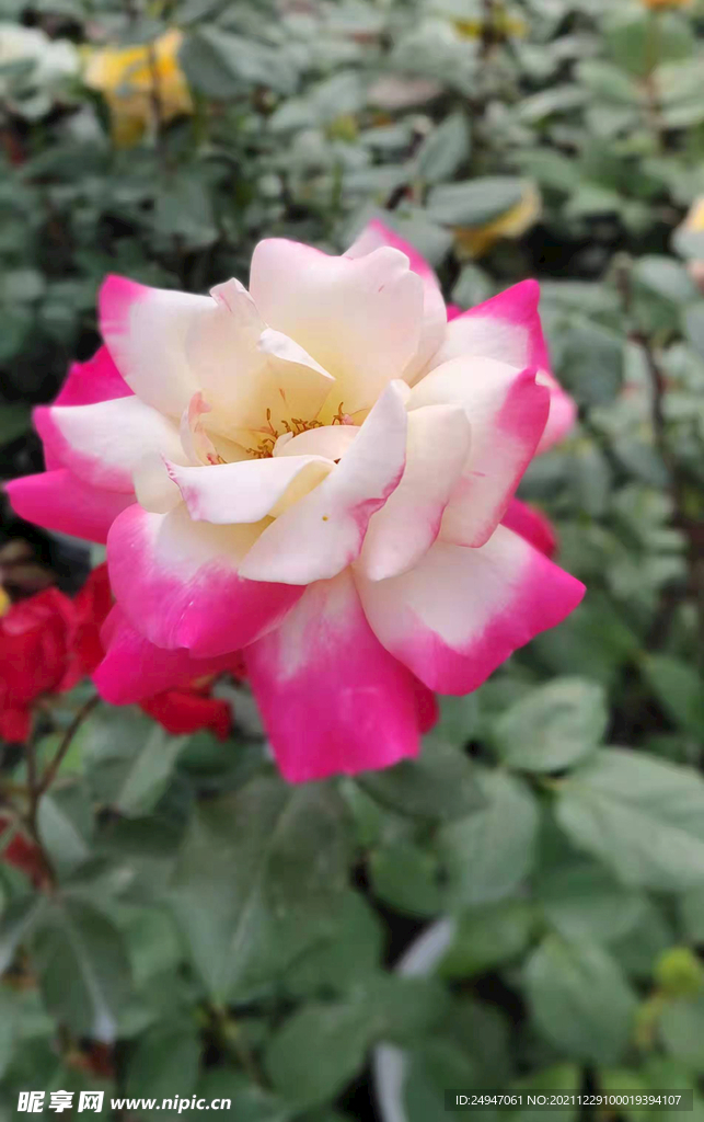 花 月季