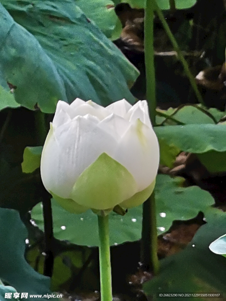 莲花