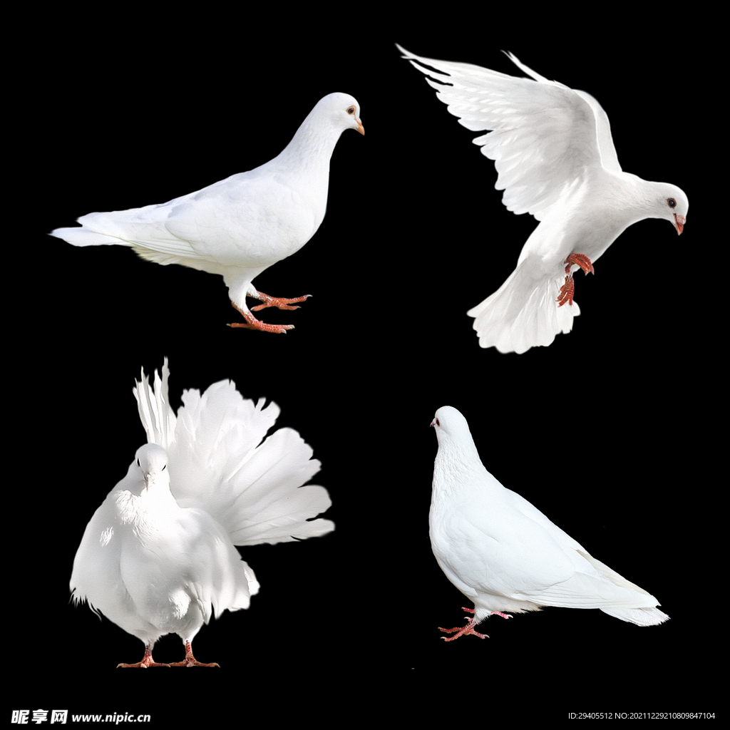 鸽子