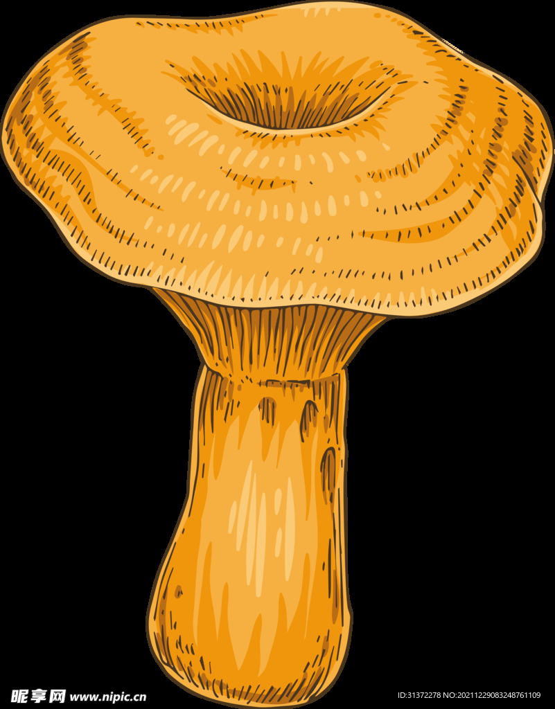 菌类插画图片 
