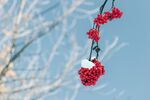 雪天红色小果实 