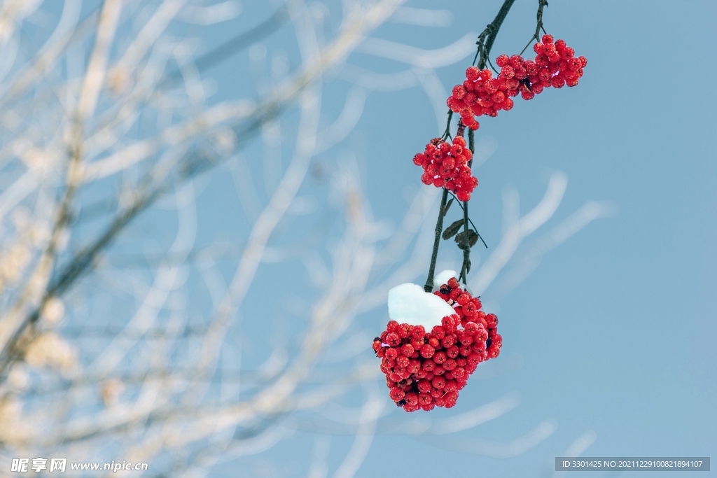 雪天红色小果实 