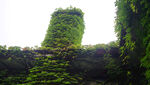 常春藤 爬山虎 爬藤植物 叶子