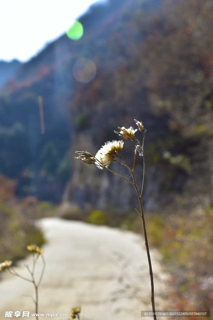 蒲公英山路