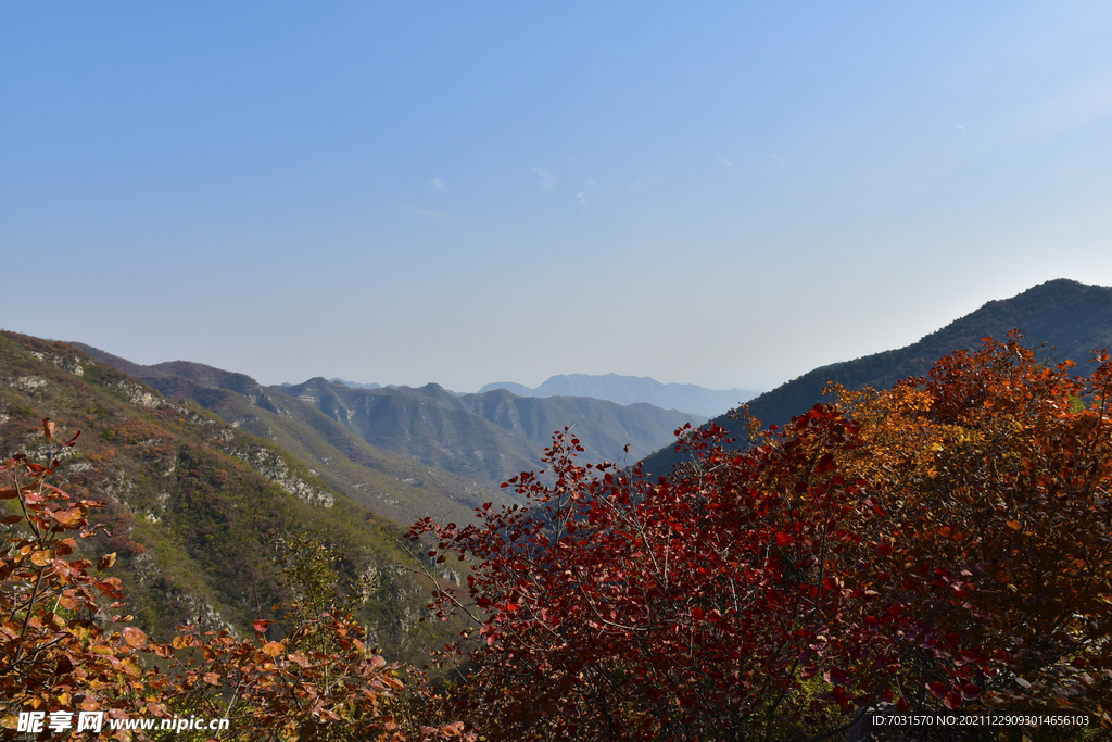 秋山红叶