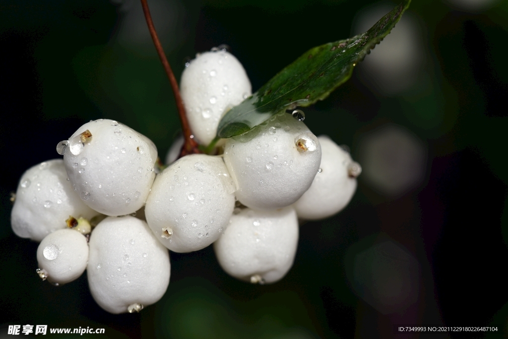 雪莓