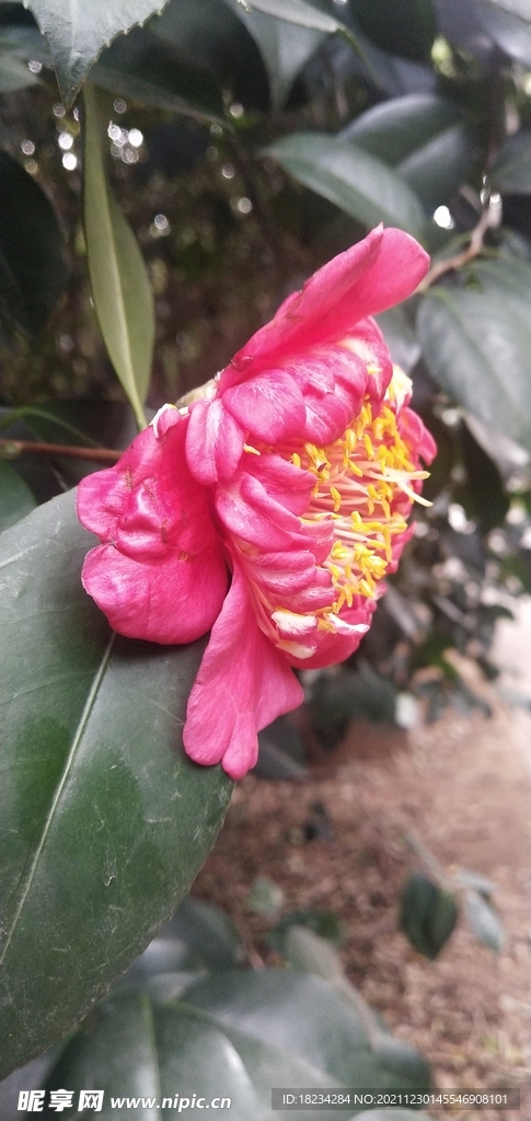 茶花