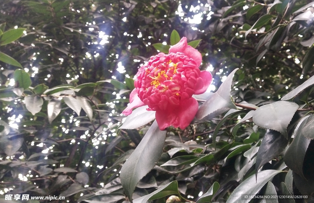 红茶花