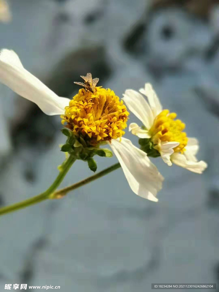 双菊