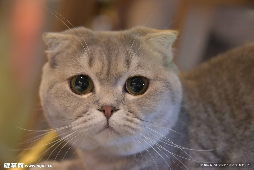 猫