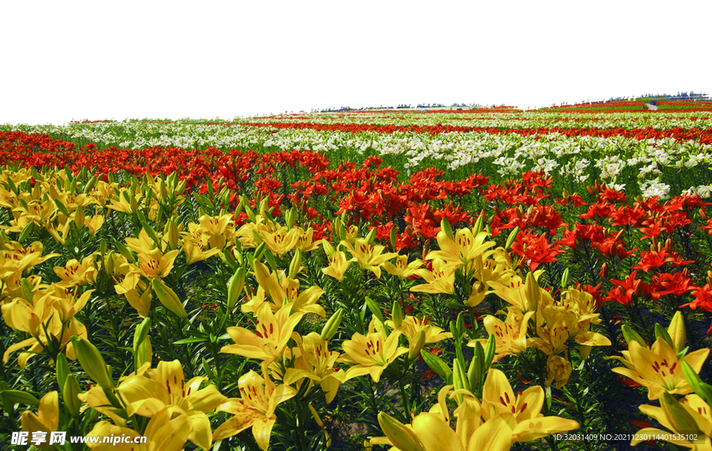 百合花海
