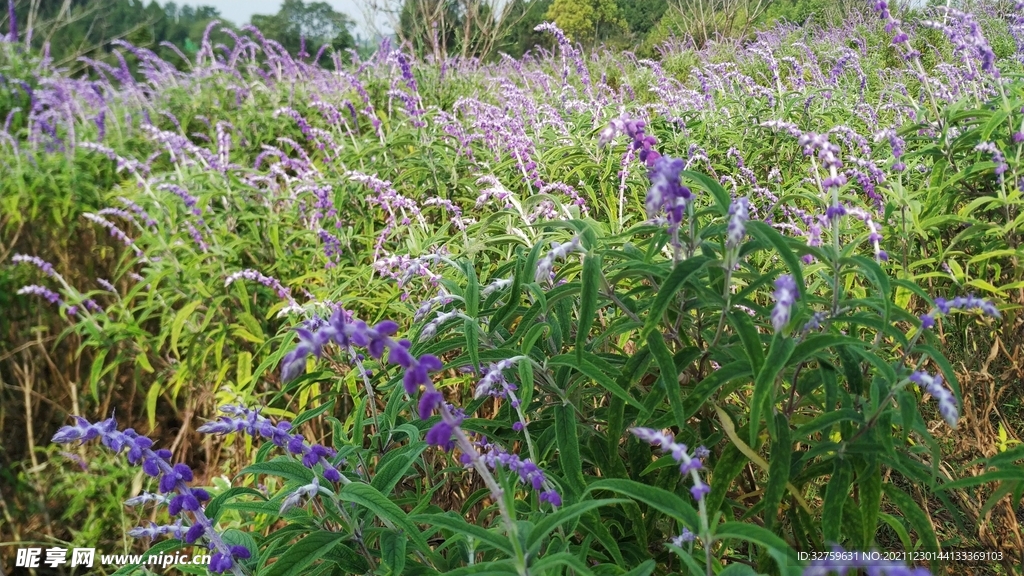 鲜花