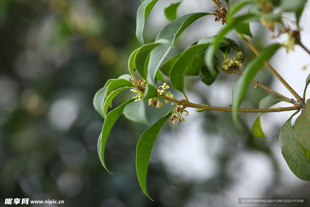 桂花素材