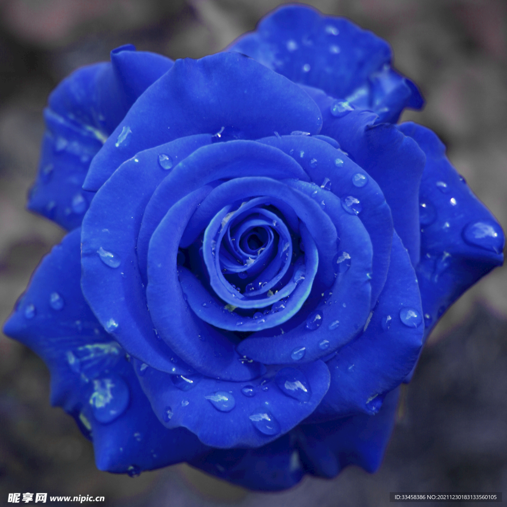 蓝色玫瑰花4k图片壁纸