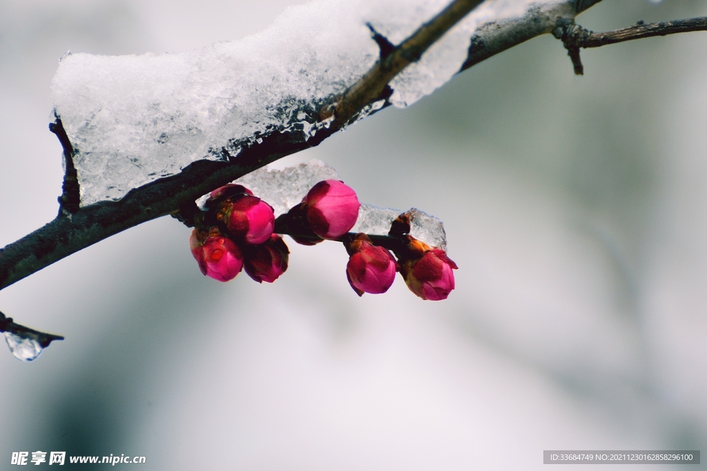 雪中腊梅花