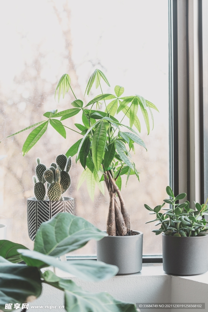 室内盆栽 绿色植物