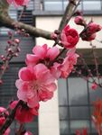 春天桃花粉红深浅渐变多色