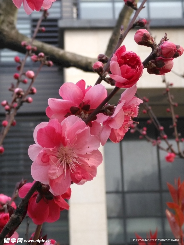 春天桃花粉红深浅渐变多色