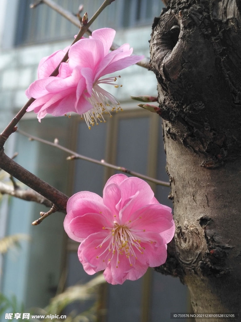 梅花花瓣花蕊粉红冬天初春花卉