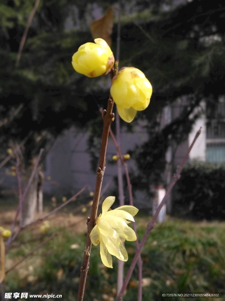 腊梅花朵冬季花苞花卉盛开