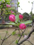 春季花卉海棠花花蕾