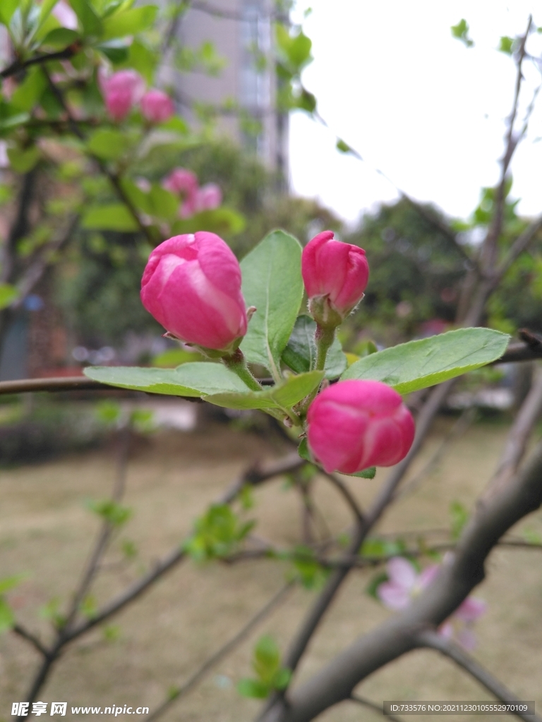 春季花卉海棠花花蕾