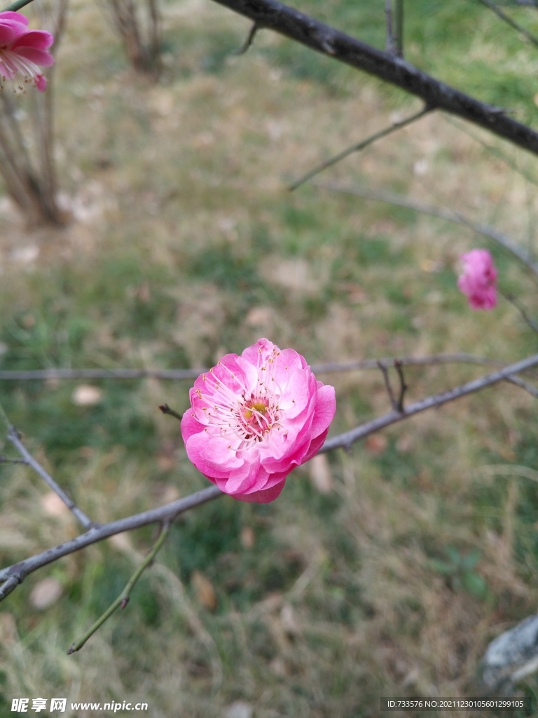 梅花粉红吐蕊盛开初春花卉