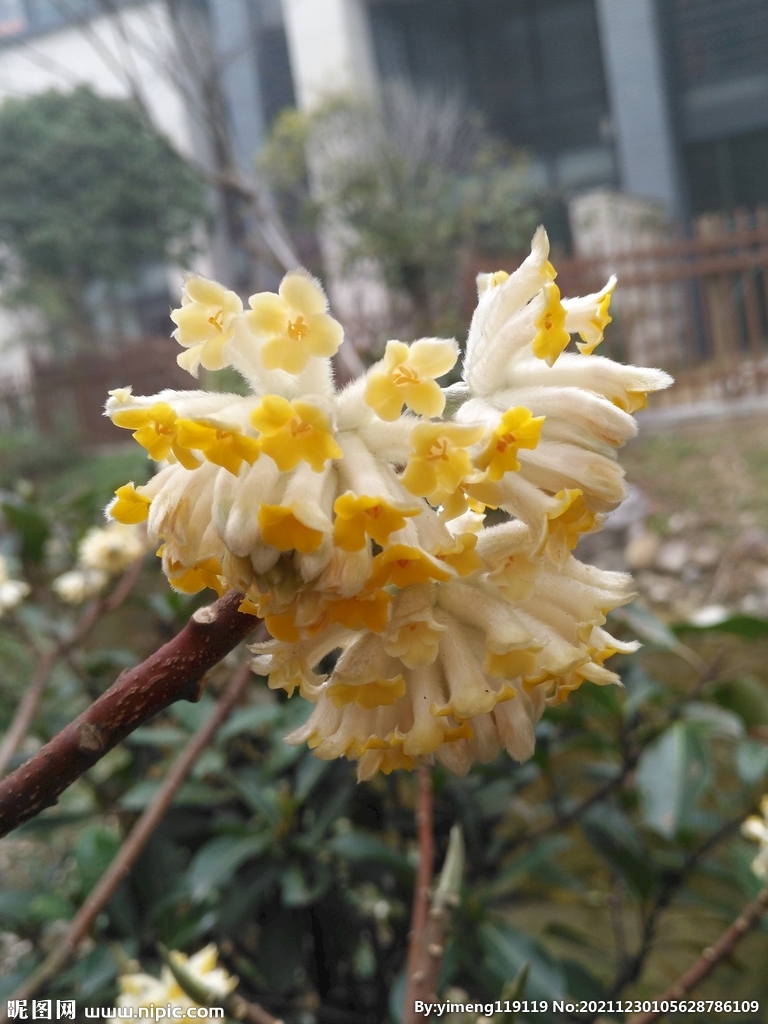 结香花瑞香科花朵深浅黄色花卉
