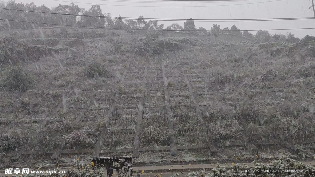 雪莲花