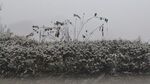 风中有朵雪做的云