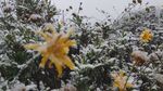 雪菊