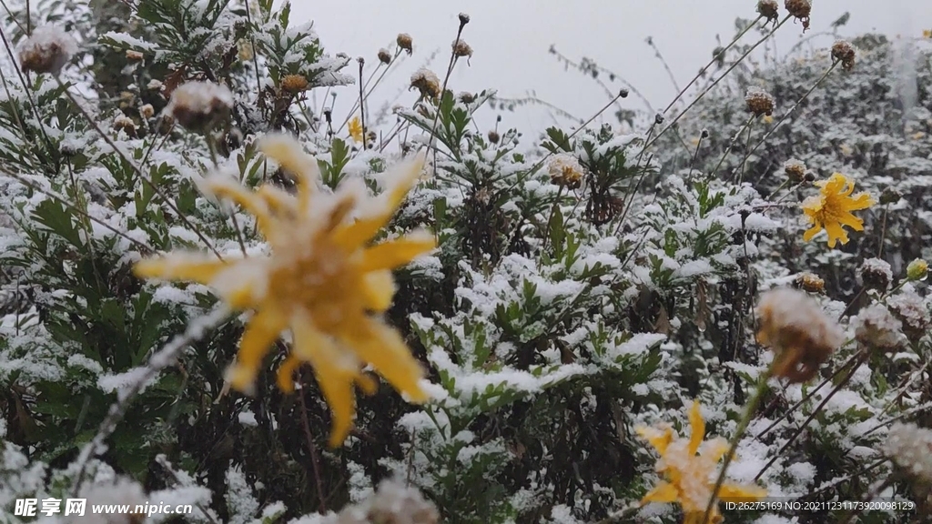 雪菊