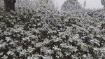 遍地雪菊