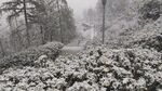 雪景小道