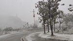 树雪