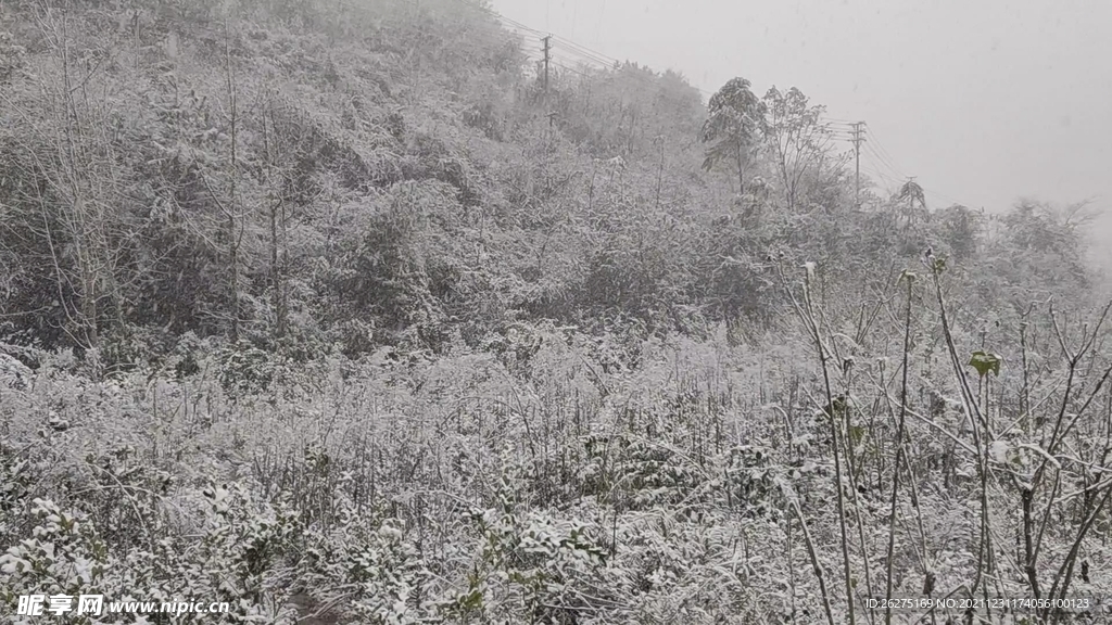 丛林雪景