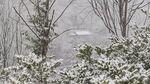 林中飘雪