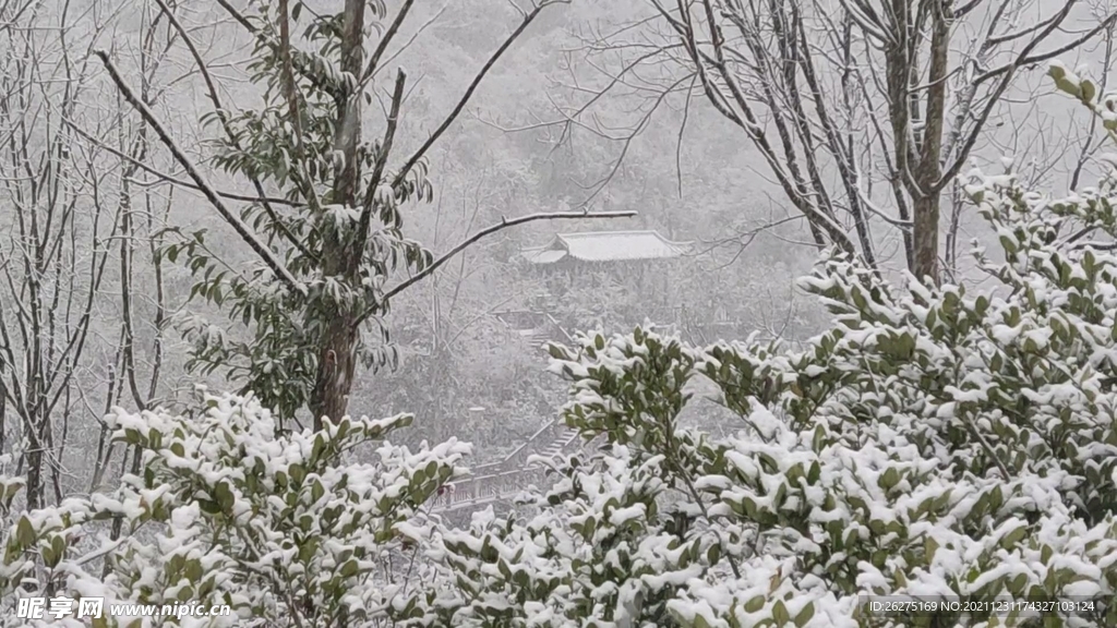 林中飘雪